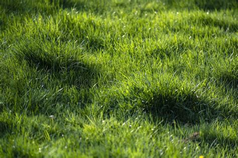 Green Uncut Grass Stock Photo Image Of Meadow Garden 36748444