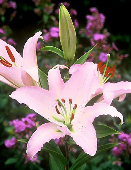 Marco Polo Oriental Lily 5 Bulbs Bloomingbulb