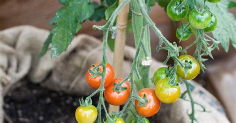 Plant That Grows Chips And Ketchup Set To Go On Sale In Britain