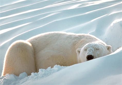 25 Beautiful Pictures Of Polar Bears Incredible Snaps
