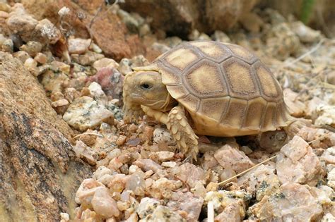 Desert Tortoise