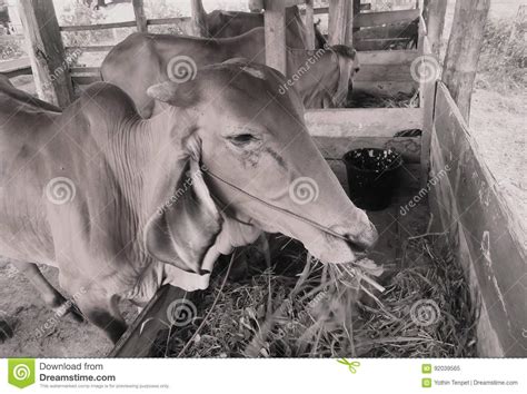 Long Eared Cow In Thailand Stock Image Image Of Eared 92039565