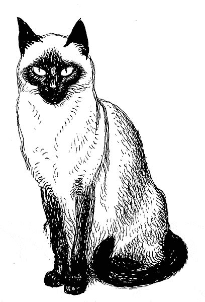 Siamese Cat Drawing
