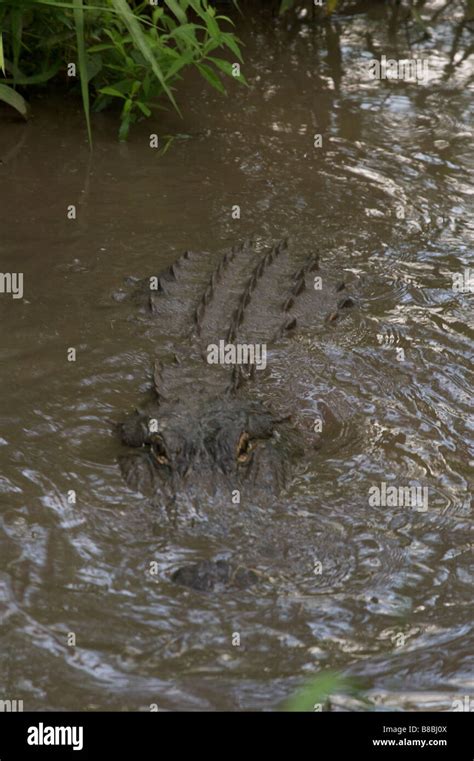 Alligator In Swamp Water Stock Photo Alamy