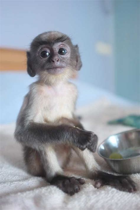 Cutest Baby Monkey Cute Baby Monkey Cute Animals Baby Monkey