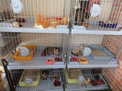Pet Hotel For Cny Available At The Country Pet Store Sungai Long