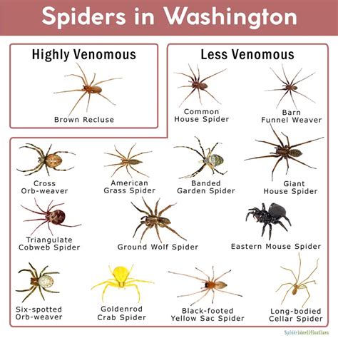 What Spiders Live In Washington State Uncover The Fascinating World Of