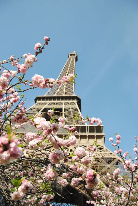 Cherry Blossom Eiffel Tower 13 Blog Mode Tendance Et Lifestyle Paris