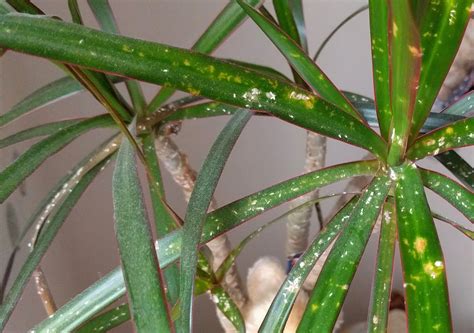 Diagnosis White Spots On Leaves Gardening And Landscaping Stack Exchange