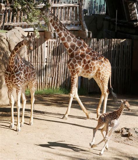 Dallas Zoos Baby Giraffe Now Out And About In Habitat