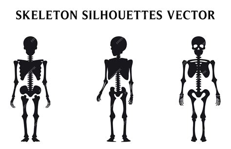 Conjunto De Esqueletos Vector Para Halloween Siluetas De Esqueletos