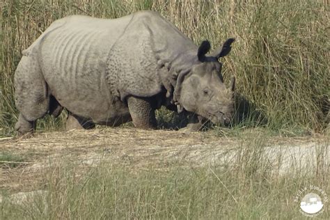 Greater One Horned Rhino Bardia National Park Bardia Homestay Nepal
