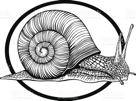 Vector Illustration With Snail Engraving Style Snail Art Snail