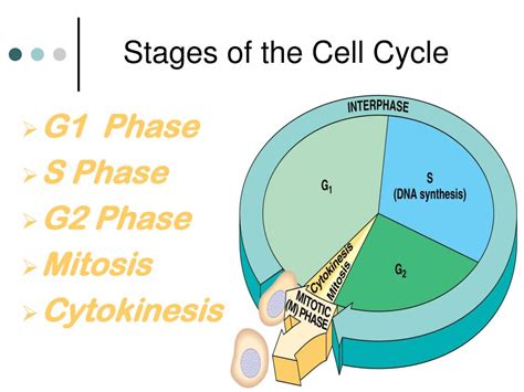 Maybe you would like to learn more about one of these? PPT - Chromosomes, The Cell Cycle and Mitosis PowerPoint ...