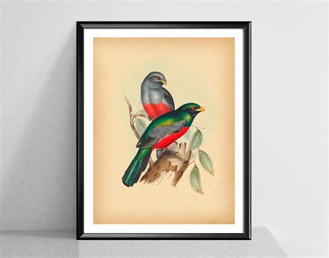 Vintage Birds Prints Exotic Bird Art Botanical Print Birds Etsy