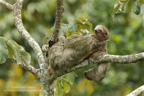 Every living species has its own favourite habitat, which it shares with other living creatures. Mammal in its natural habitat, Three-toed Sloth | Mammals, Three toed sloth, Animals