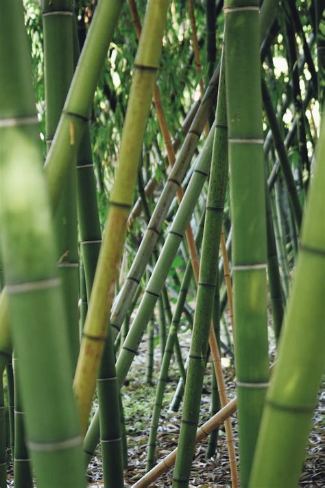 The Environmental Benefits Of Bamboo In India A Sustainable And Eco