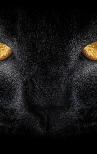 黑色猫咪可爱高清手机壁纸 Zol手机壁纸