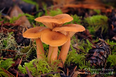 Candy Cap Lactarius Rubidus Mushroom Pictures Wild Macro Stock