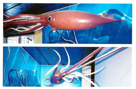 My Favorite Animal Postcards Giant Squid From The Houston Texas