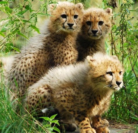 Cute Cheetah Cubs For Rehoming For Sale Adoption From San Francisco California