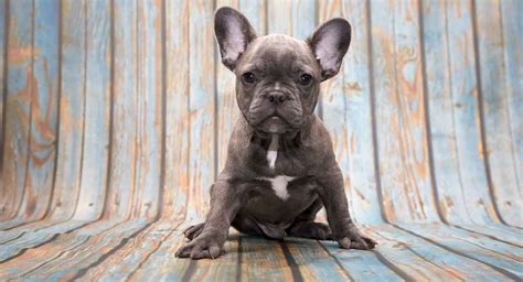 Blue French Bulldog What You Should Know About This