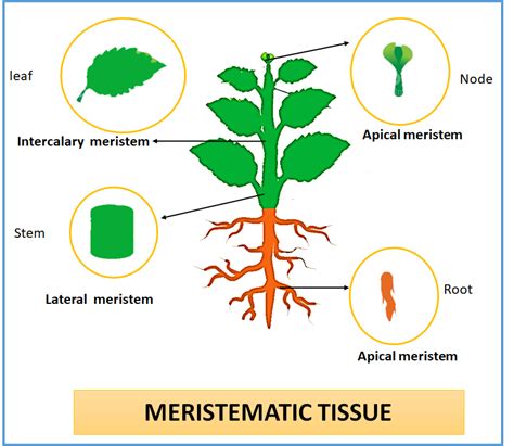 Meristematic Cells Diagram
