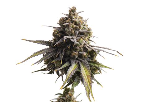 Cannabis Flowering 9 Tips For Success Cannabis Business Times