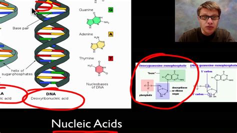 The Molecules Of Life Youtube