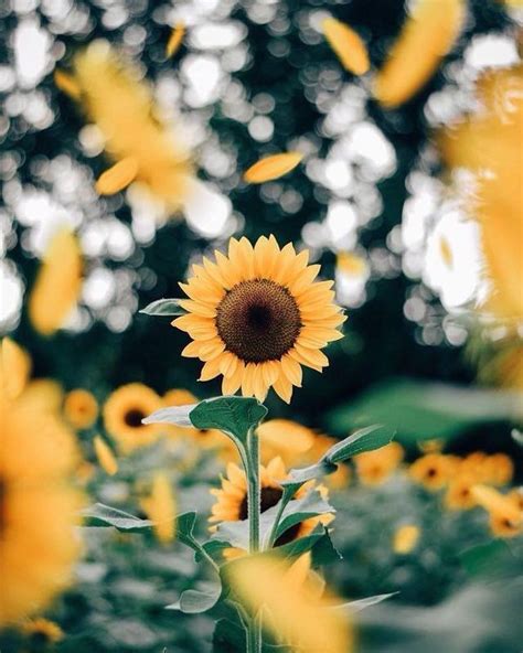 Sunflower Yellow Tumblr Aesthetic Wallpapers Top Những Hình Ảnh Đẹp