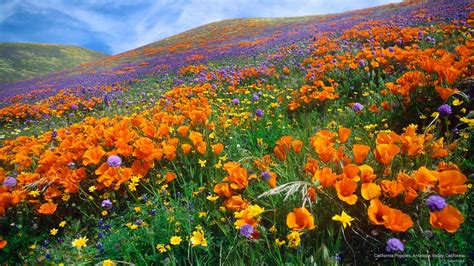 Free Download Summer Wallpaper California Poppies Antelope Valley California 2560x1440 For