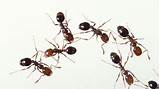 Photos of Fire Ants Reaction