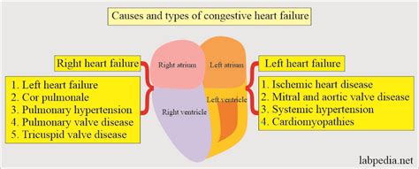 Congestive Heart Failure Lab Work Up