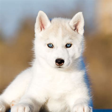 1 Siberian Husky Puppies For Sale In Los Angeles Ca