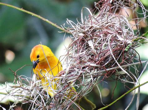 How To Help Birds Build A Nest In Your Backyard Birds Eye Meeple