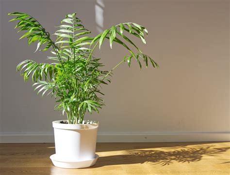 The small size, ranging from a few inches to three feet, makes parlor palm plants an ideal match for tabletop decorations. Parlor Palm Care - How to Grow & Maintain Chamaedorea ...
