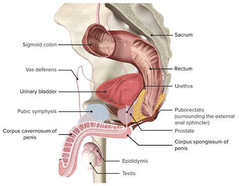 Rectum And Anal Canal Anatomy Concise Medical Knowledge