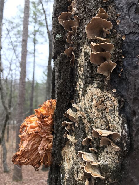 What Is This Orange Fungus On An Oak Tree Next To False Turkey Tail In