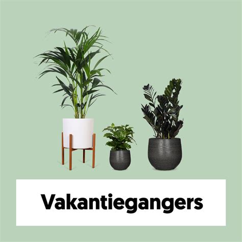 Vakantiegangers | Plantpakket | Plantsome