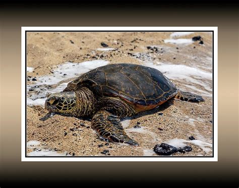 Honu Hawaiian Green Sea Turtle On The Shore In Hawaii 4 Photograph