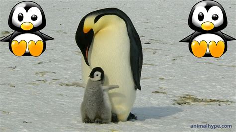 Cute Baby Penguin Photos Videos And Facts Animal Hype