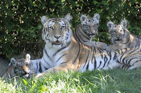Tiger Cubs Open To Public At Bronx Zoo