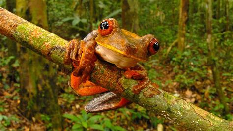 Science Bulletins Biodiversity Unveiled—new Animal