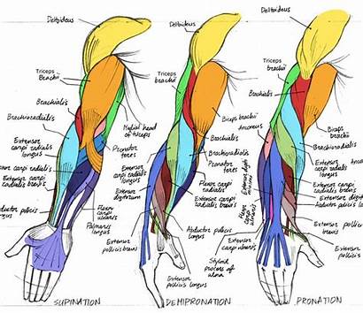 Arm Muscles Muscle Reference Human Comic Anatomy