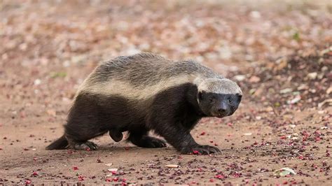 Do Badgers Have Tails Explained Simply Ecologist