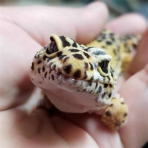 Metabolic Bone Disease In Leopard Geckos Signs And Treatment