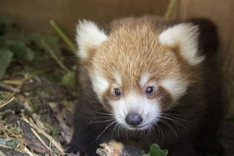 Puy De Dôme Votre Mission Trouver Un Nom Au Premier Bébé Panda Roux