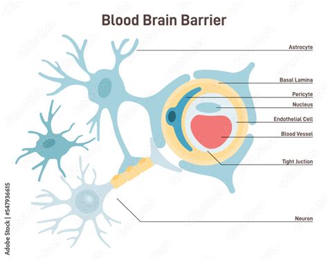 Blood Brain Barrier Anatomical Structure Semipermeable Border That