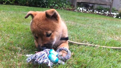 Two Month Old Shiba Inu Puppy Youtube