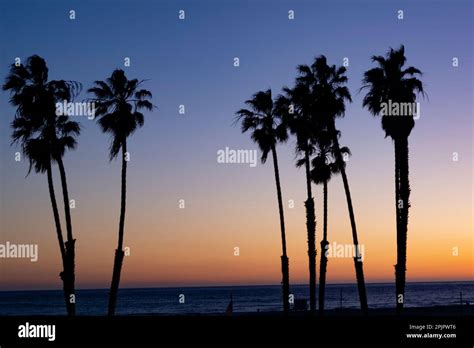 Santa Monica, California, USA. 26th Mar, 2023. California Palm trees at